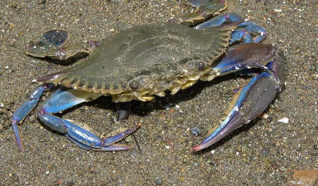 داعش يجتاح سواحل الجديدة