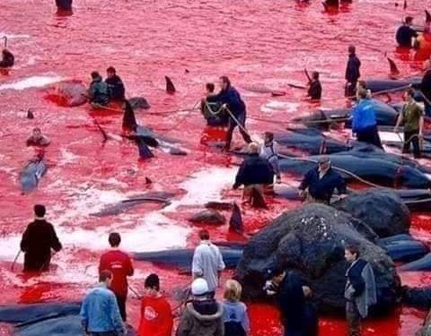 الدانمارك تستمر في تقليدها السنوي لقتل الدلافين