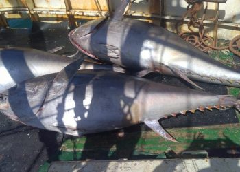 العيون: السردينيون يلتمسون استرداد الحق التاريخي لصيد أسماك التونة