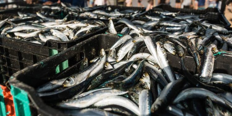 البرازيل تستعد لاستقبال سردين موريتانيا