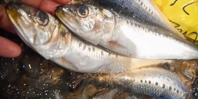 الصناعات البحرية باليابان تتضرر بفعل بركان و تسونامي تونغا