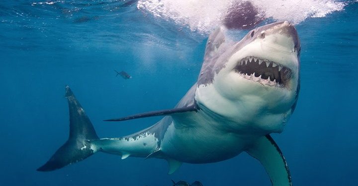 دراسة ترصد تيغر سلوك قرش النمر بسبب ارتفاع حرارة الماء