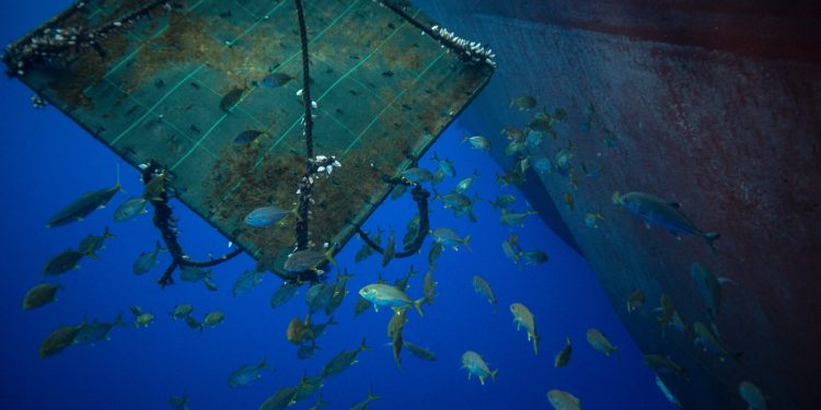 الصيد الجائر المضمون باستعمال جهاز تجميع الأسماك (FAD)