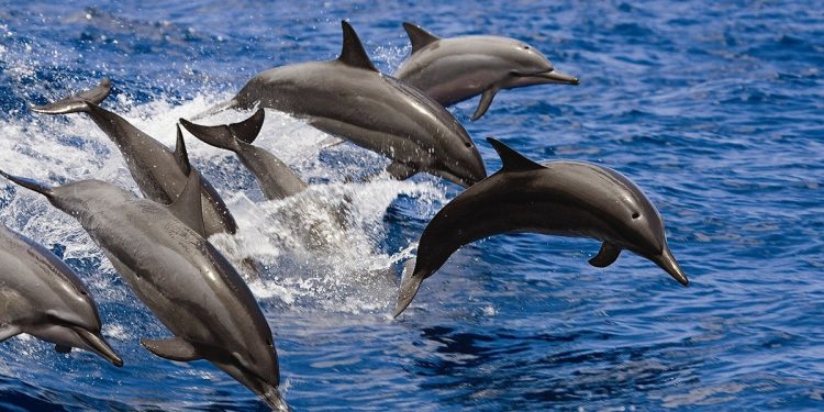 خطة جديدة لحماية الدلافين و استدامة نشاط الصيادين.
