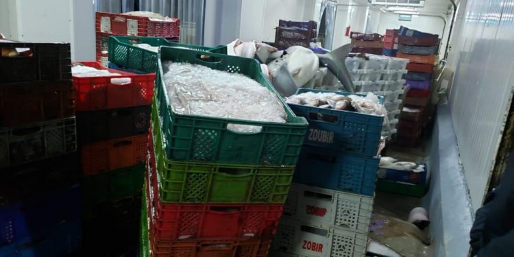 الداخلة: ضبط أكثر من 2 طن من السمك المعد للتهريب.