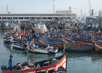 بسبب الوكلاء،المهدية تتذيل أسعار الاخطبوط ب60درهما دون مواني المغرب
