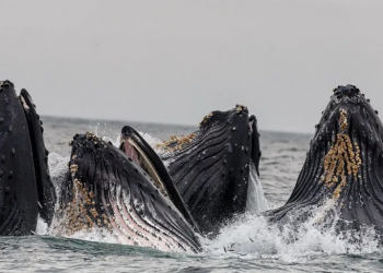 الصناعات السمكية متورطة في دمج الحيتان في علبة التونة