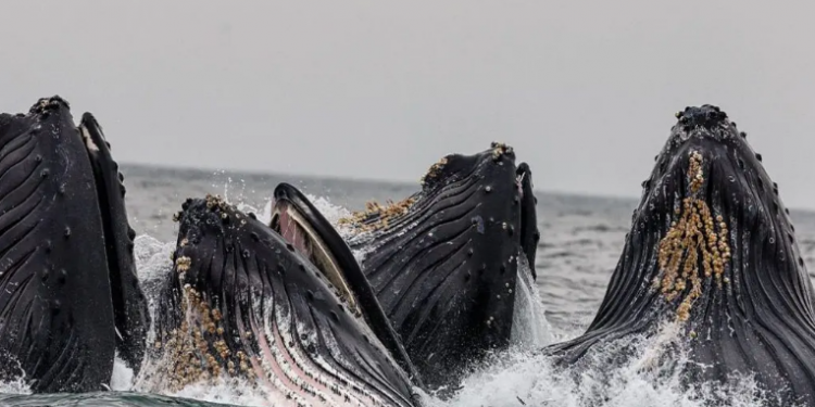 الصناعات السمكية متورطة في دمج الحيتان في علبة التونة