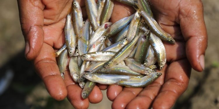 وسائط سمعية بصرية لمكافحة ترويج المنتوجات البحرية دون الحجم التجاري المسموح به