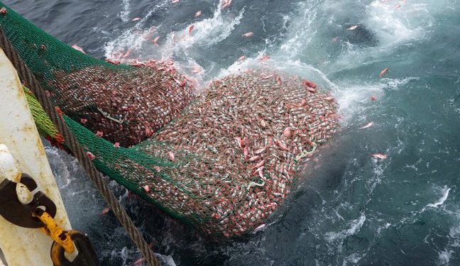 البرلمان الأوروبي يدعو إلى تقييد الصيد بشباك الجر دون مستوى الحظر في المناطق البحرية المحمية