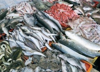 تونس: الصادرات السمكية تسجل ارتفاعا بقيمة 208.6 مليون دينار