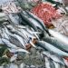تونس: الصادرات السمكية تسجل ارتفاعا بقيمة 208.6 مليون دينار