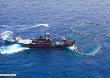 نشطاء  Sea Shepherd يحررّون 800 سمكة تونة من أقفاص عائمة غير قانونية