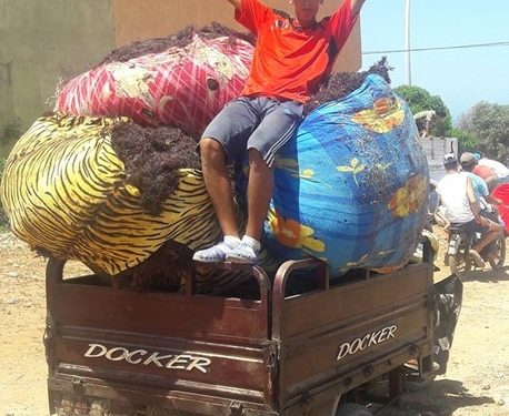 بعد 12 سنة قطاع الصيد البحري يفرج عن قانون ينظم مهني الطحالب