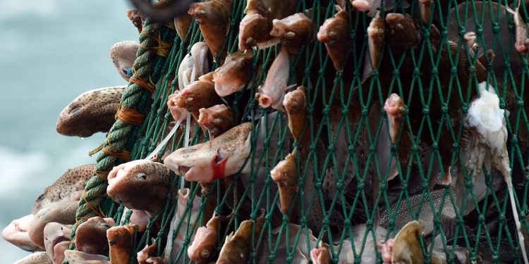 لحماية التنوع البيولوجي للمحيطات، البرلمان الأوروبي يصوت على حظر الصيد بالشباك القاعية