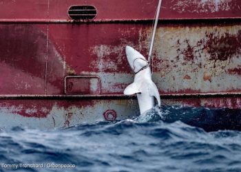 أساطيل الصيد الإسبانية والبرتغالية متهمة بنهب أسماك القرش  الصغيرة