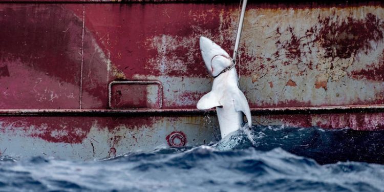 أساطيل الصيد الإسبانية والبرتغالية متهمة بنهب أسماك القرش  الصغيرة