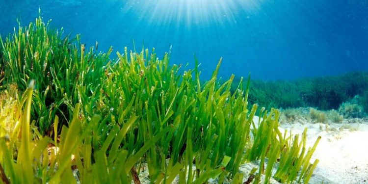 هل تسترجع مروج البوسيدونيا عافيتها في أعماق البحر المتوسط؟