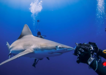 أسماك القرش تواجه “الخطر” في محميات البحر المتوسط