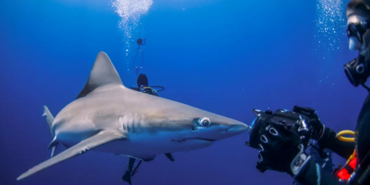 أسماك القرش تواجه “الخطر” في محميات البحر المتوسط