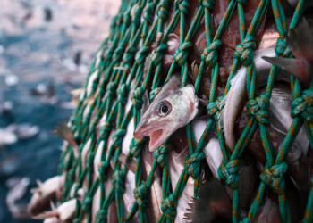 الصيد المفرط والعمل القسري: ’’أوشينا كندا‘‘ تنتقد الحكومة الكندية