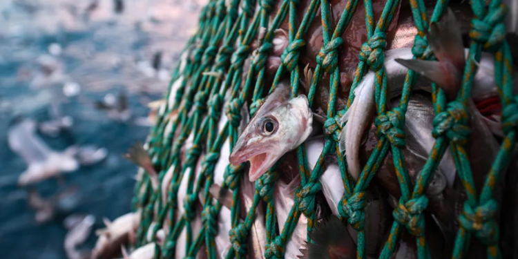 الصيد المفرط والعمل القسري: ’’أوشينا كندا‘‘ تنتقد الحكومة الكندية