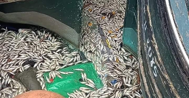 سيدي افني: أطنان من السردين النافق ينسف شعارات المحافظة على الثروة السمكية