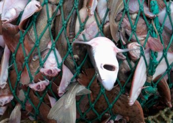 نشطاء: لا يمكن لساكنة الداخلة أن تدفع ثمن ممارسات أساطيل شمال سيدي الغازي