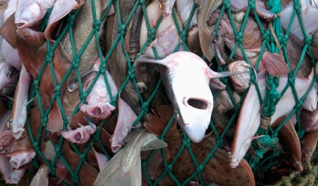 نشطاء: لا يمكن لساكنة الداخلة أن تدفع ثمن ممارسات أساطيل شمال سيدي الغازي