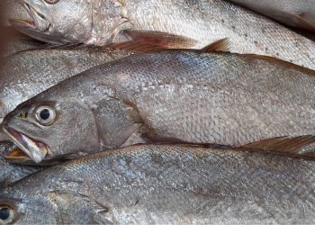 أسطول الصيد بالخيط يحذر : الكوربين خط أحمر