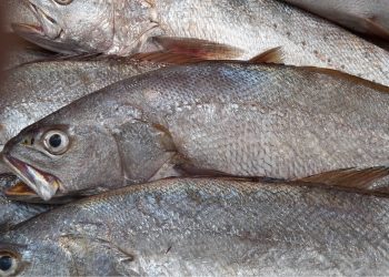 أسطول الصيد بالخيط يحذر : الكوربين خط أحمر