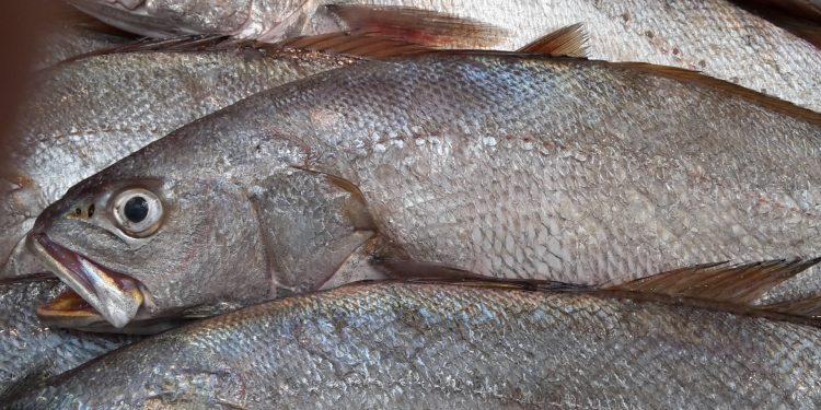 أسطول الصيد بالخيط يحذر : الكوربين خط أحمر