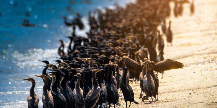 ماذا يخفي”مشروع التنطيق”