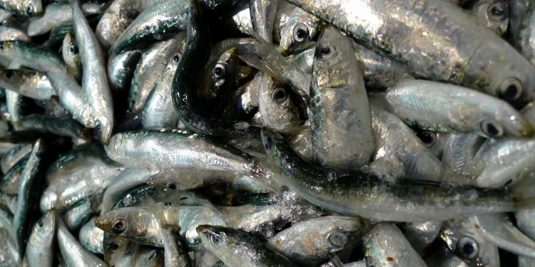 قطاع الصيد البحري يسن مجموعة من الإجراءات لضمان استغلال مستدام للأسماك السطحية الصغيرة