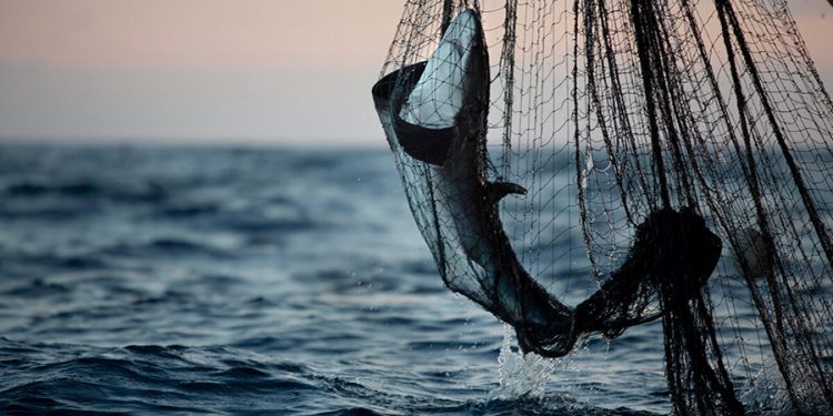 تقرير يفضح تورط السفن الصينية والأوروبية في الصيد غير القانوني بغرب أفريقيا