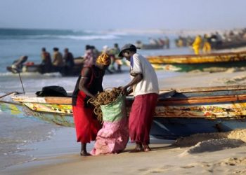 المعهد الموريتاني لبحوث المحيطات والصيد يكشف حقيقة خلو مصايد موريتانيا من الاخطبوط