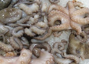 تأجيل موسم صيد الأخطبوط الى 2023.