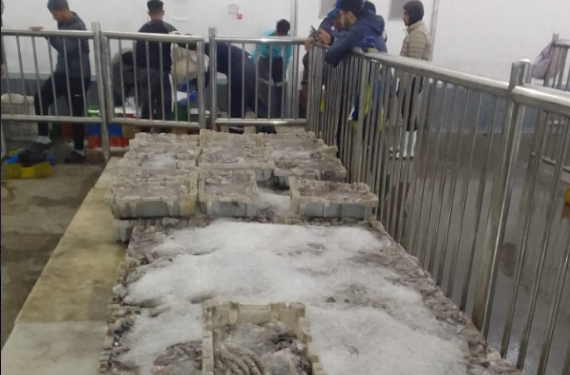 آسفي: تدني قيمة الأخطبوط و ارتفع أسعار المحروقات يصعب الأمر على مهني الصيد الساحلي