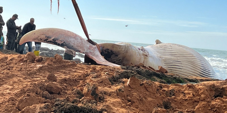نفوق حوت من نوع “كاشلو” بساحل آسفي