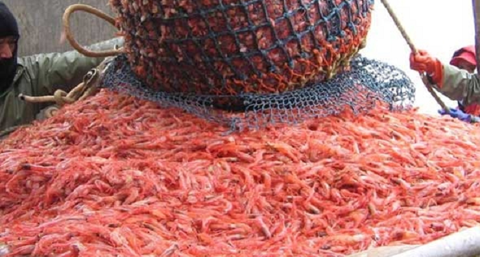 قطاع الصيد البحري يغلق مصيدة غرب الأطلسي لحماية الأربيان.