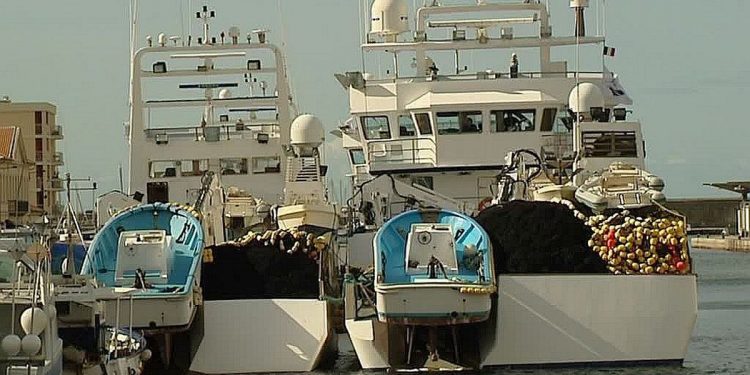 الحكومة الموريتانية تمكن 25 سفينة يابانية حق استغلال حصة التونة الحمراء