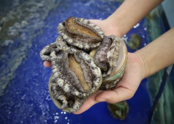 جنوب افريقيا: صدفة أذن البحر مهددة بالانقراض