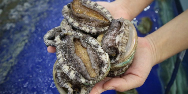 جنوب افريقيا: صدفة أذن البحر مهددة بالانقراض