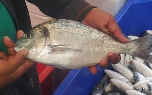 طنجة/الشروع في تثبت استثمارات اسرائيلية في الاستزراع السمكي