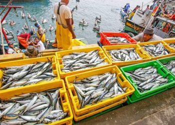 مشروع “Cabfishman” يكشف أهمية الصيد الحرفي و الثروة التي يولدها