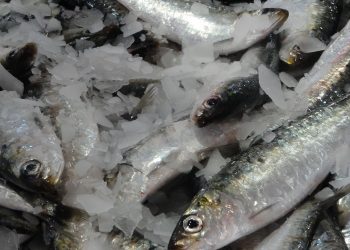 أسفي : غلاء الاسعار يغيب سمك السردين عن مائدة الإفطار