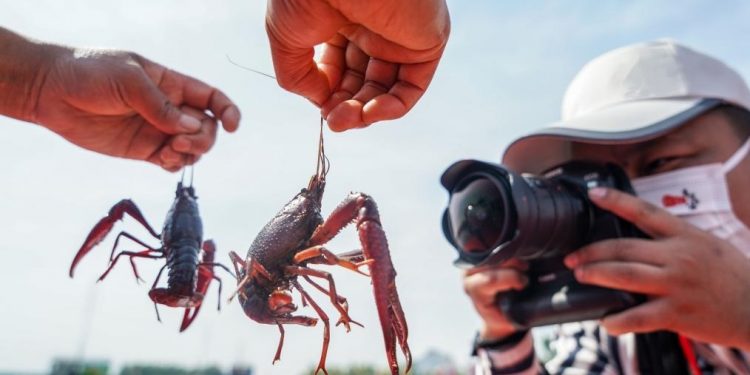 “جراد البحر” يثير الغبار حول معايير الولوج الى الثروة السمكية