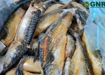 حتى لا يكون المغرب مطرحا للنفايات السمكية البرتغالية