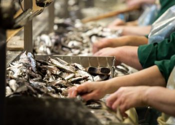 تقرير الأونكتاد2023 يدعو الى الاستثمار في قطاعات المحيطات الناشئة