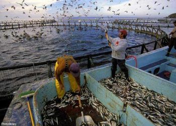 تقرير مظمة FAO  : ستمائة مليون شخص يعتمدون على صيد الأسماك وتربية الأحياء المائية.